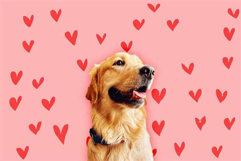 golden retriever boyfriend adalah|Why Everyone Wants a Golden Retriever Boyfriend